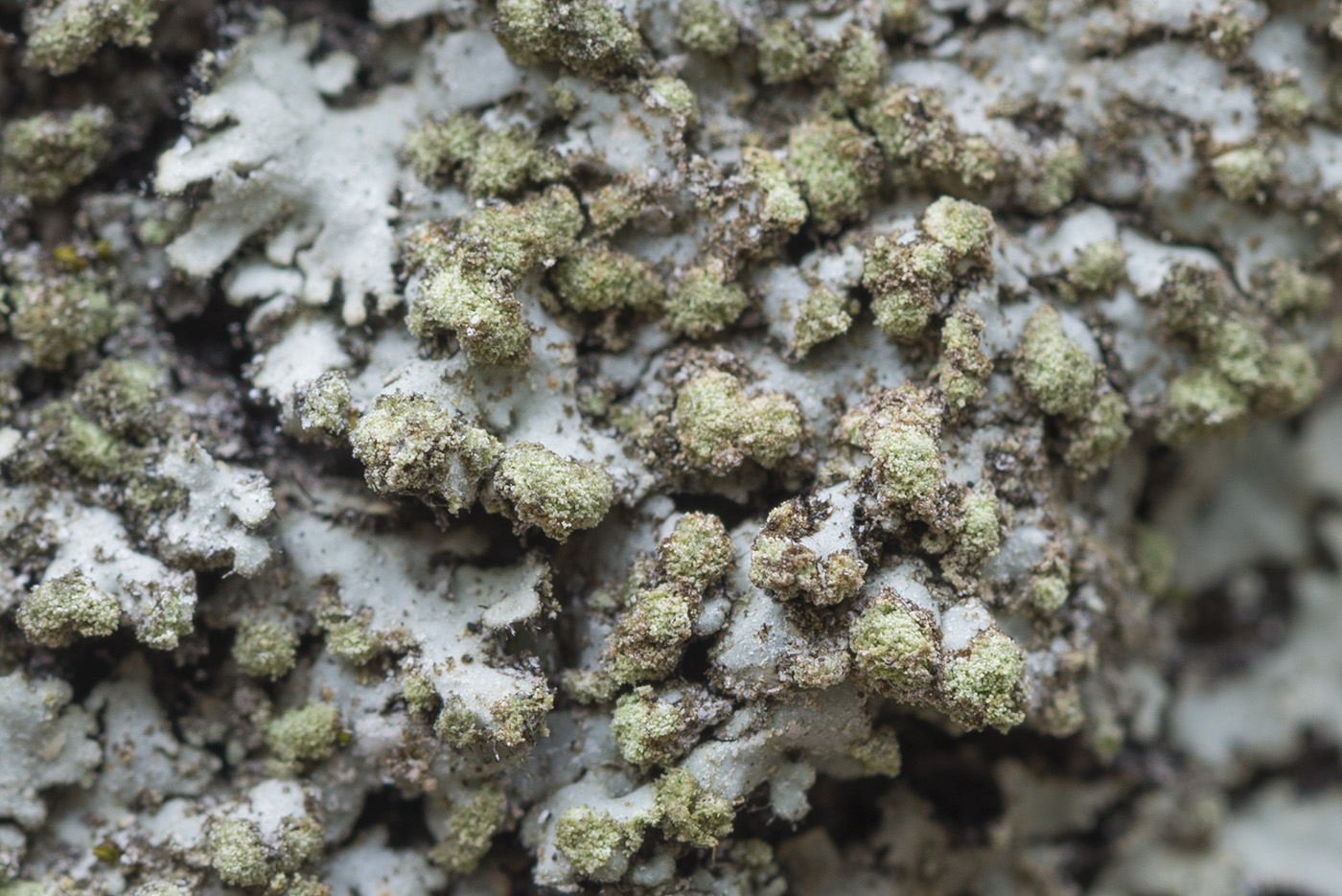Изображение особи Phaeophyscia orbicularis.