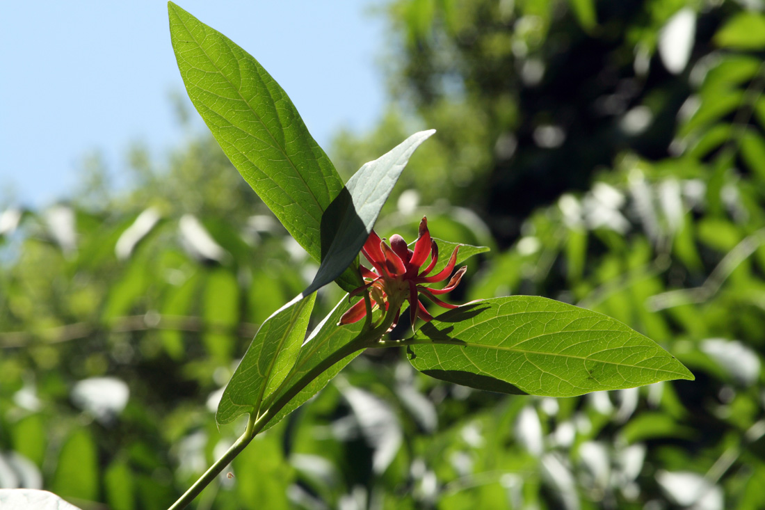 Image of Calycanthus floridus var. glaucus specimen.