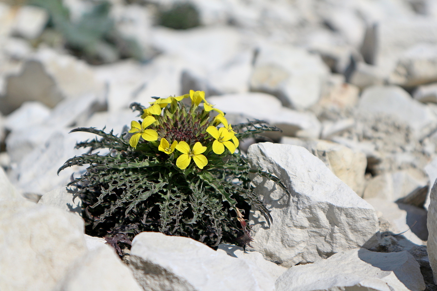 Изображение особи Erysimum callicarpum.