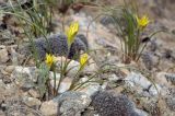 Gagea reticulata