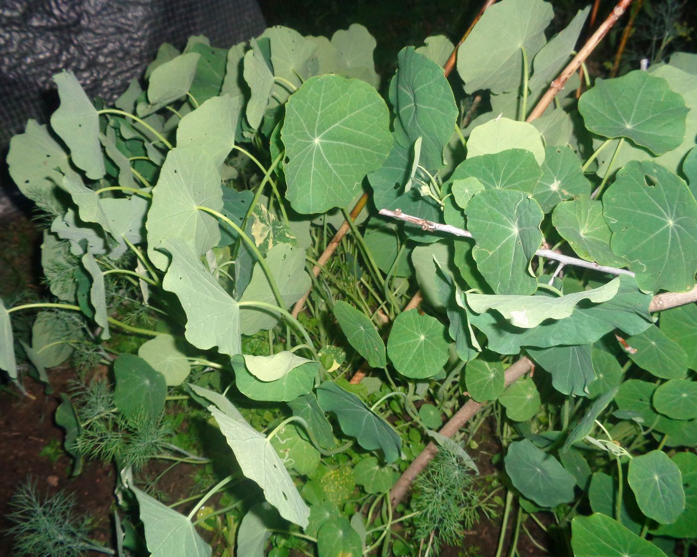 Изображение особи Tropaeolum majus.