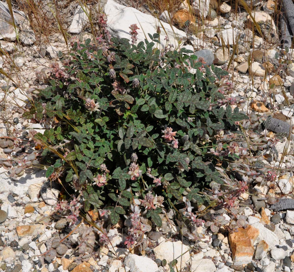 Image of Onobrychis venosa specimen.