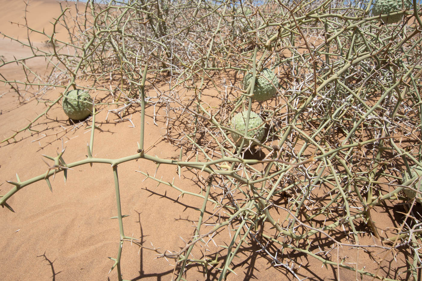 Изображение особи Acanthosicyos horridus.