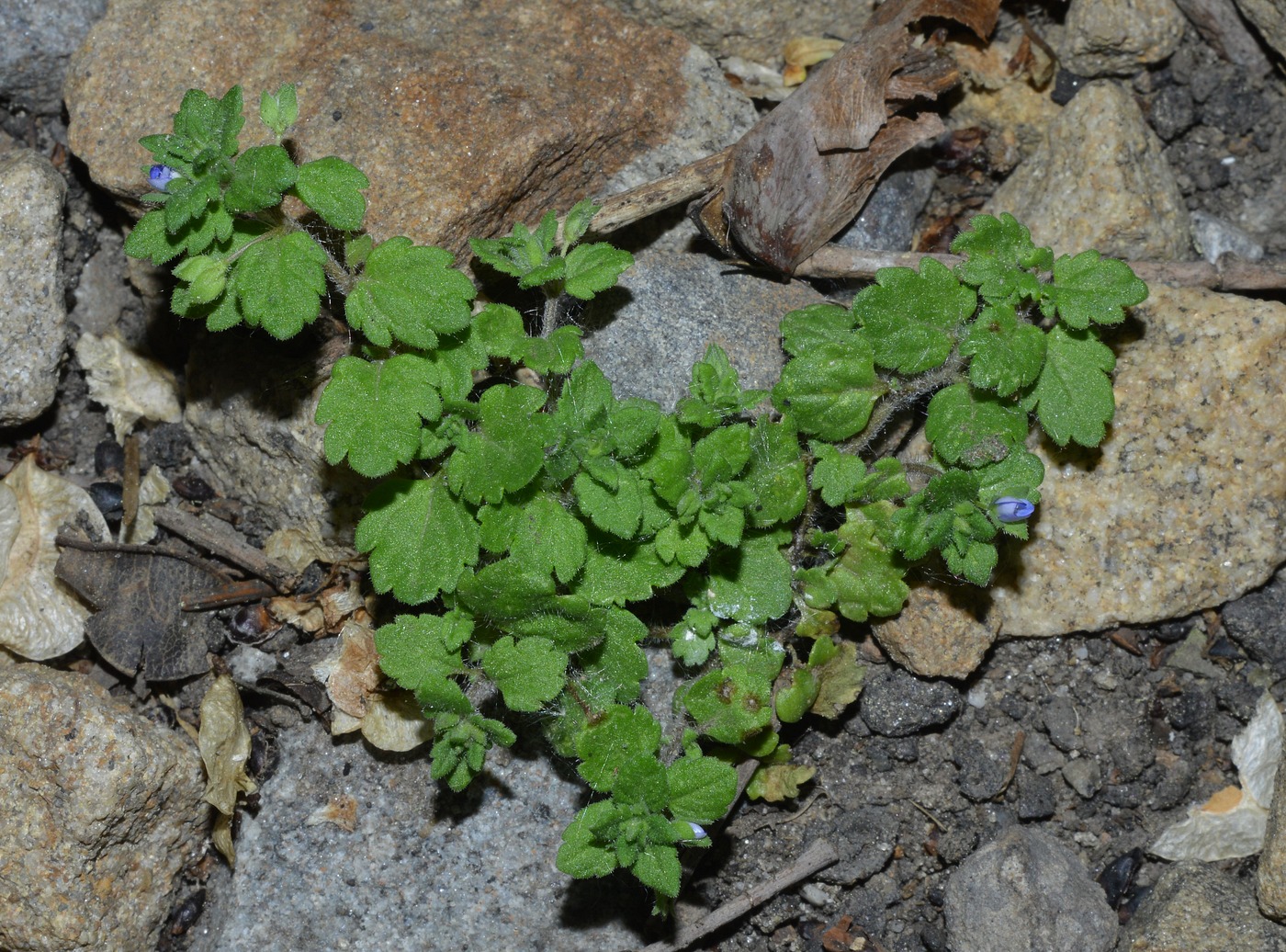 Image of Veronica polita specimen.