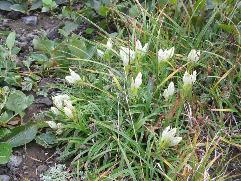 Image of Gentiana algida specimen.