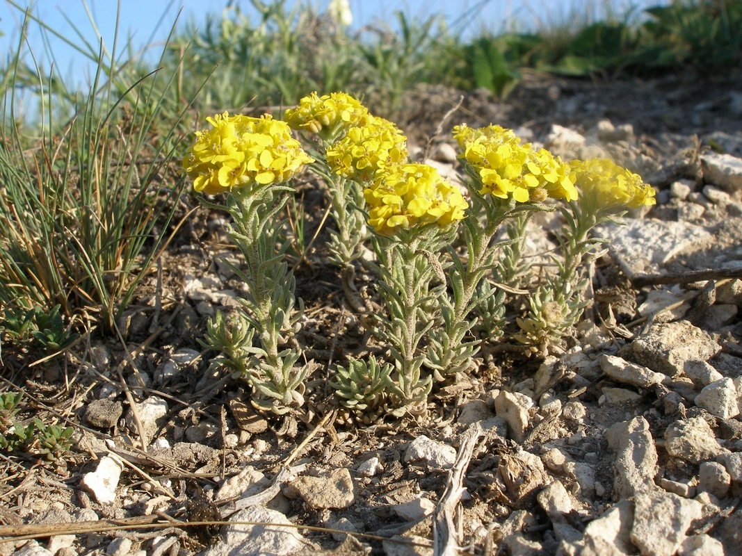 Изображение особи Alyssum lenense.