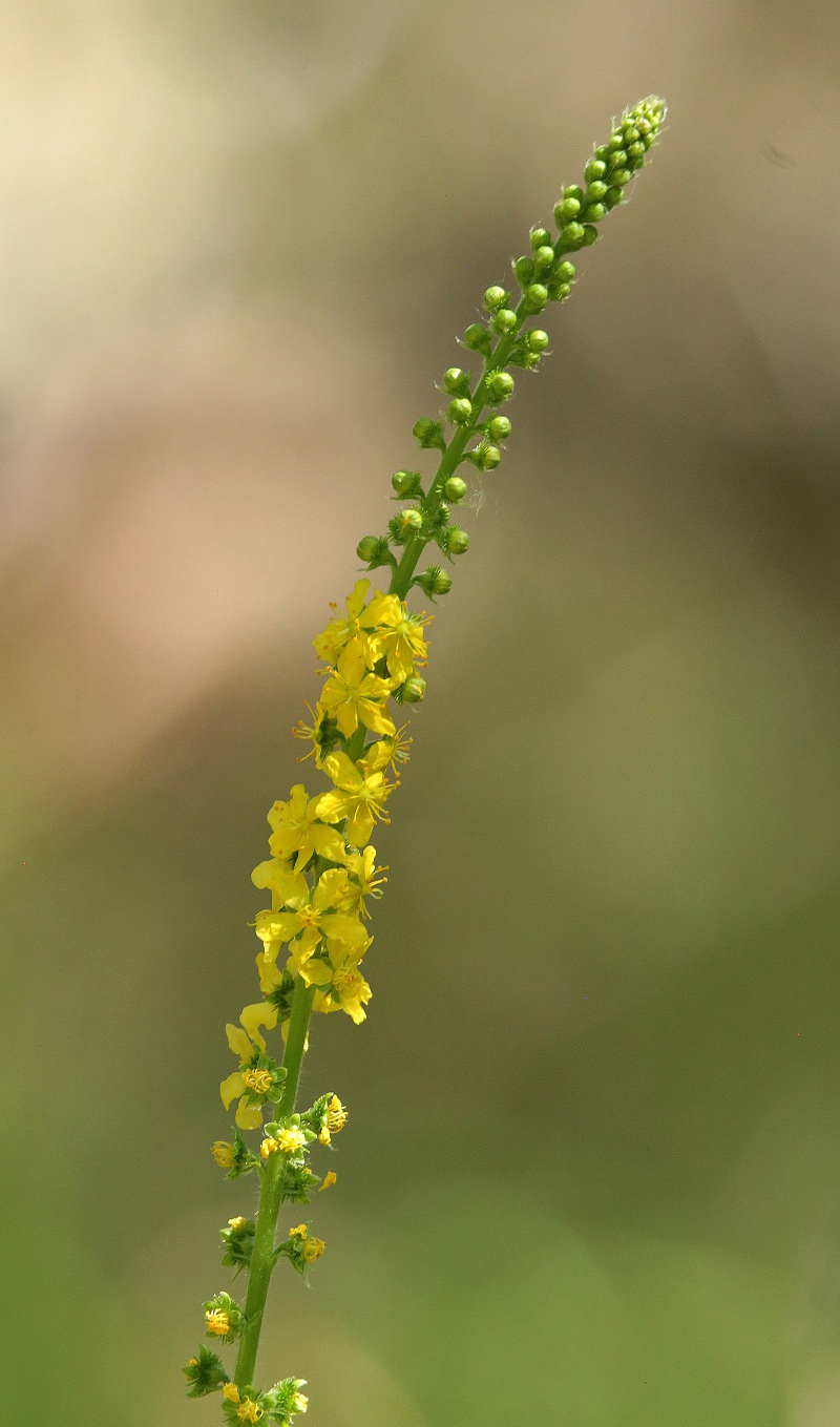 Image of Agrimonia asiatica specimen.