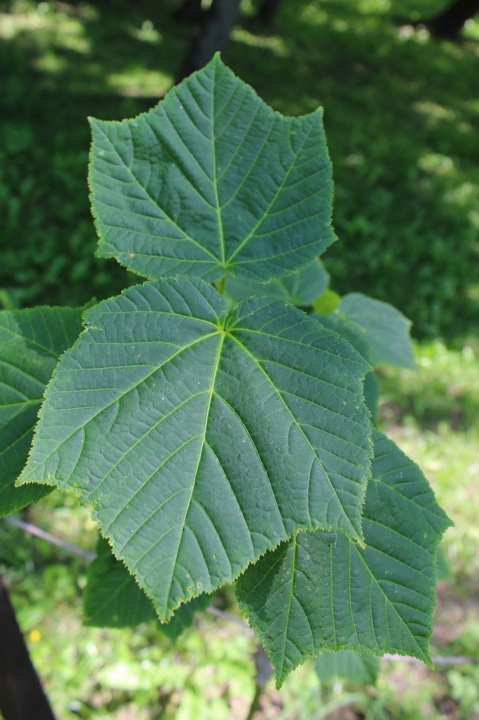 Image of Acer tegmentosum specimen.