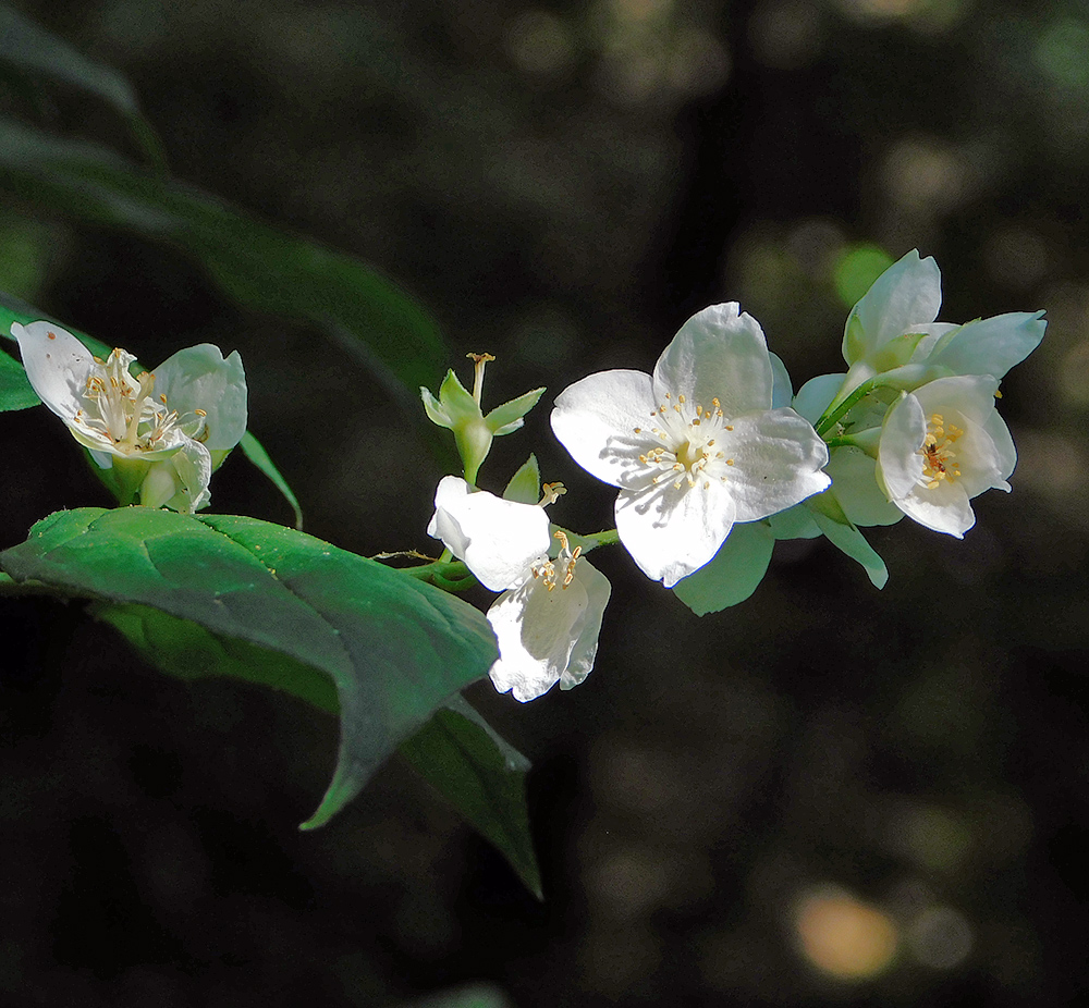 Изображение особи Philadelphus caucasicus.