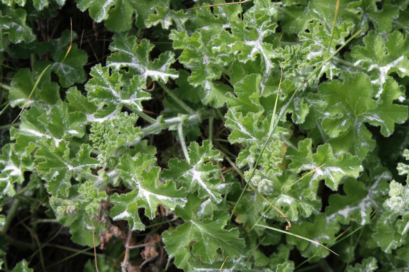 Изображение особи Pelargonium capitatum.