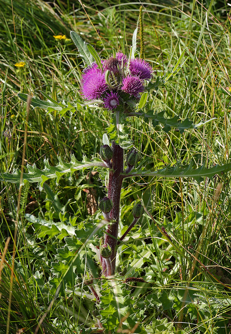 Изображение особи Cirsium esculentum.