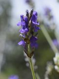 Lavandula angustifolia подвид pyrenaica. Соцветие. Испания, автономное сообщество Каталония, провинция Барселона, комарка Бергеда, муниципалитет Сальдес, подножие горы Педрафорка, окр. смотр. площадки \"Гресолет\", 1557 м н.у.м., каменистый склон восточной экспозиции. 16.07.2020.