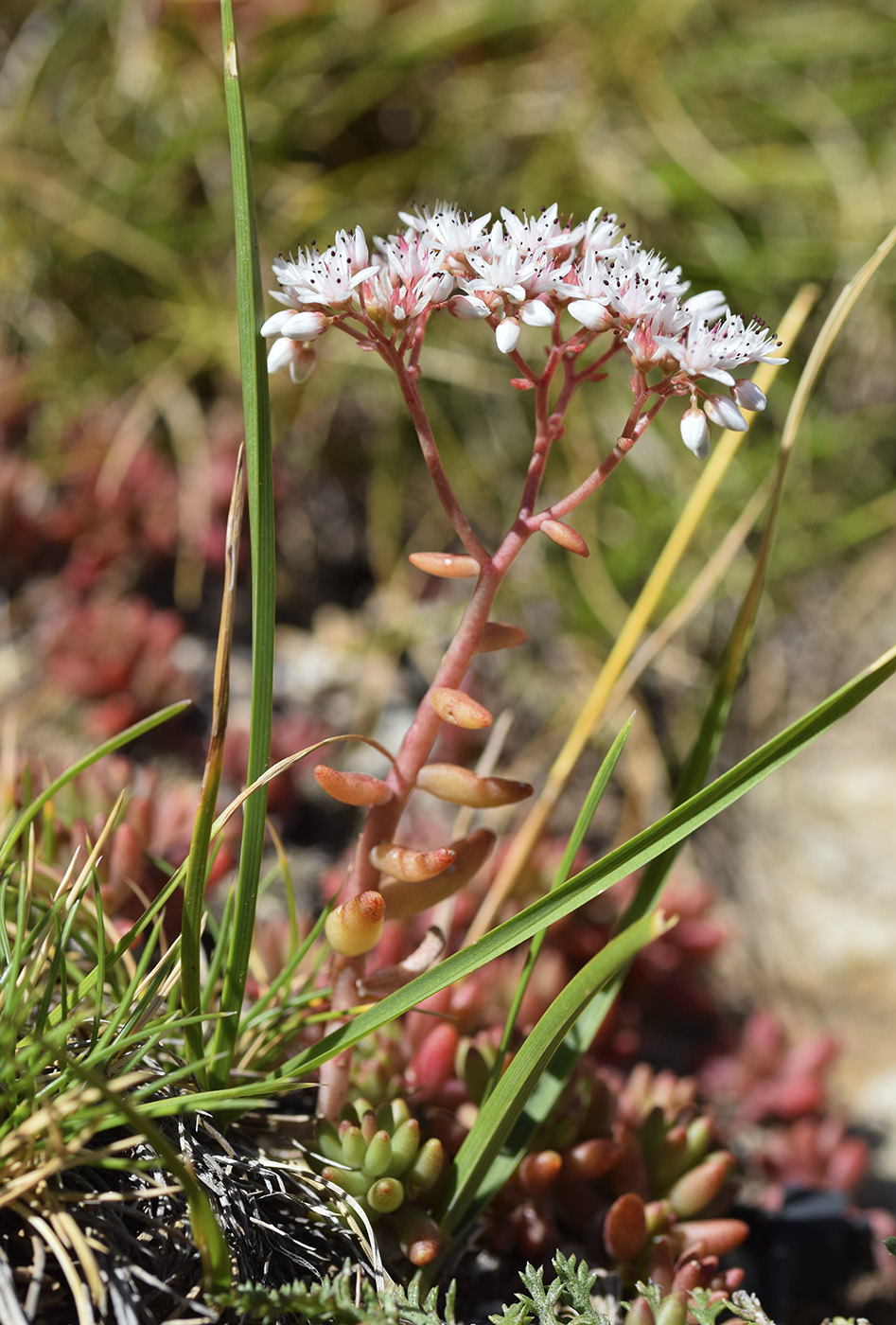 Image of Sedum album specimen.