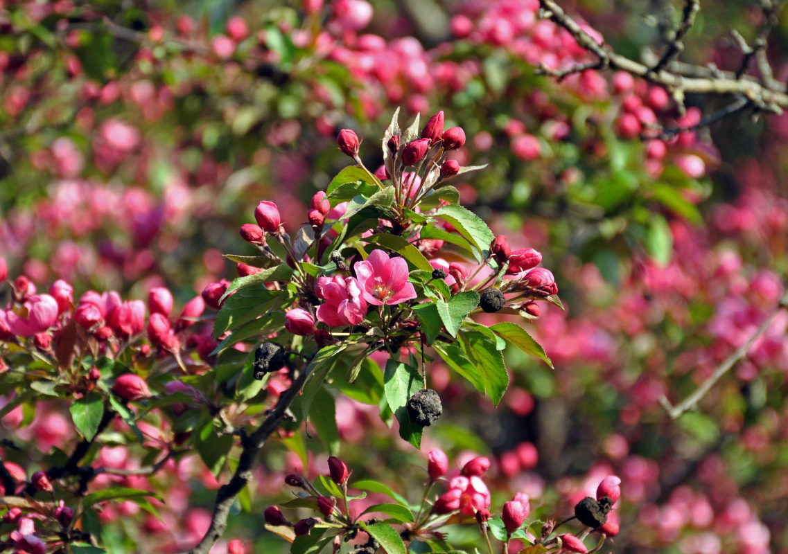 Изображение особи Malus &times; purpurea.