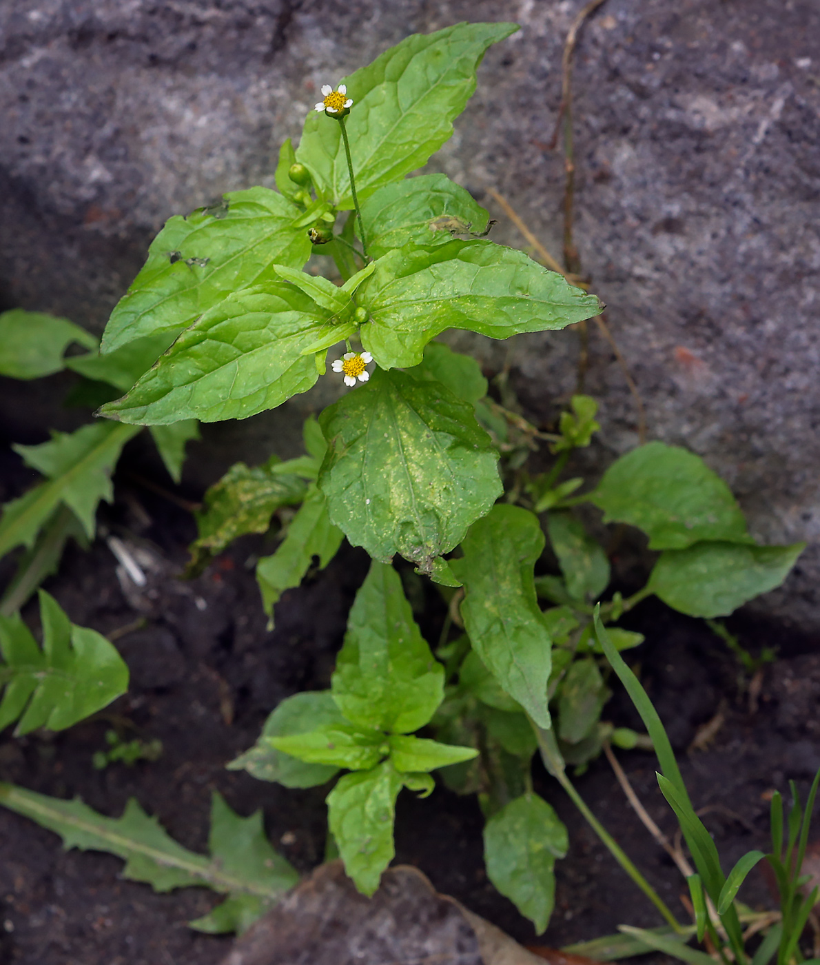 Изображение особи Galinsoga parviflora.