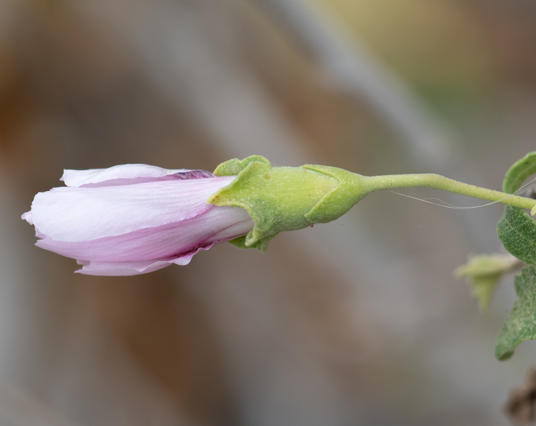 Image of Malva acerifolia specimen.