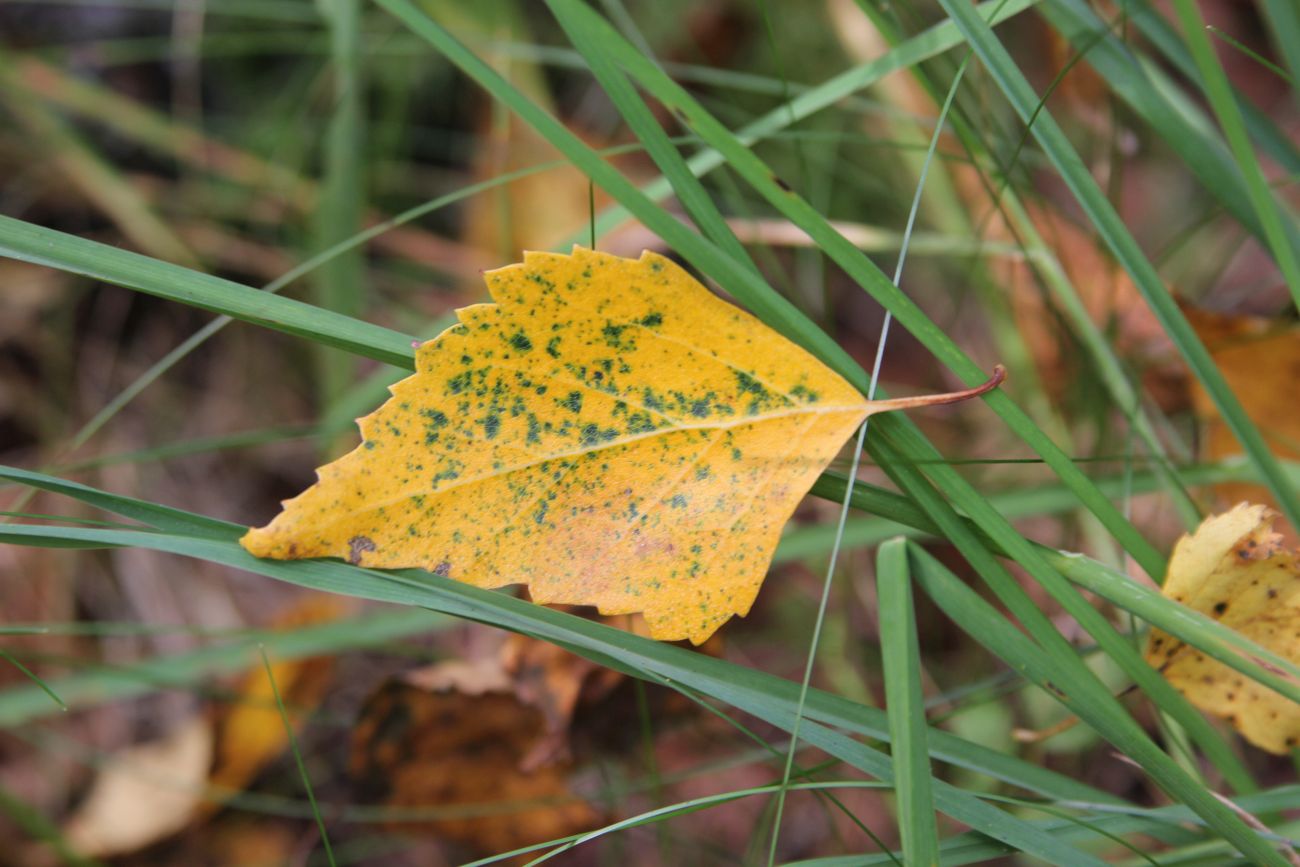 Изображение особи Betula pendula.