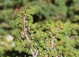 Juniperus sibirica