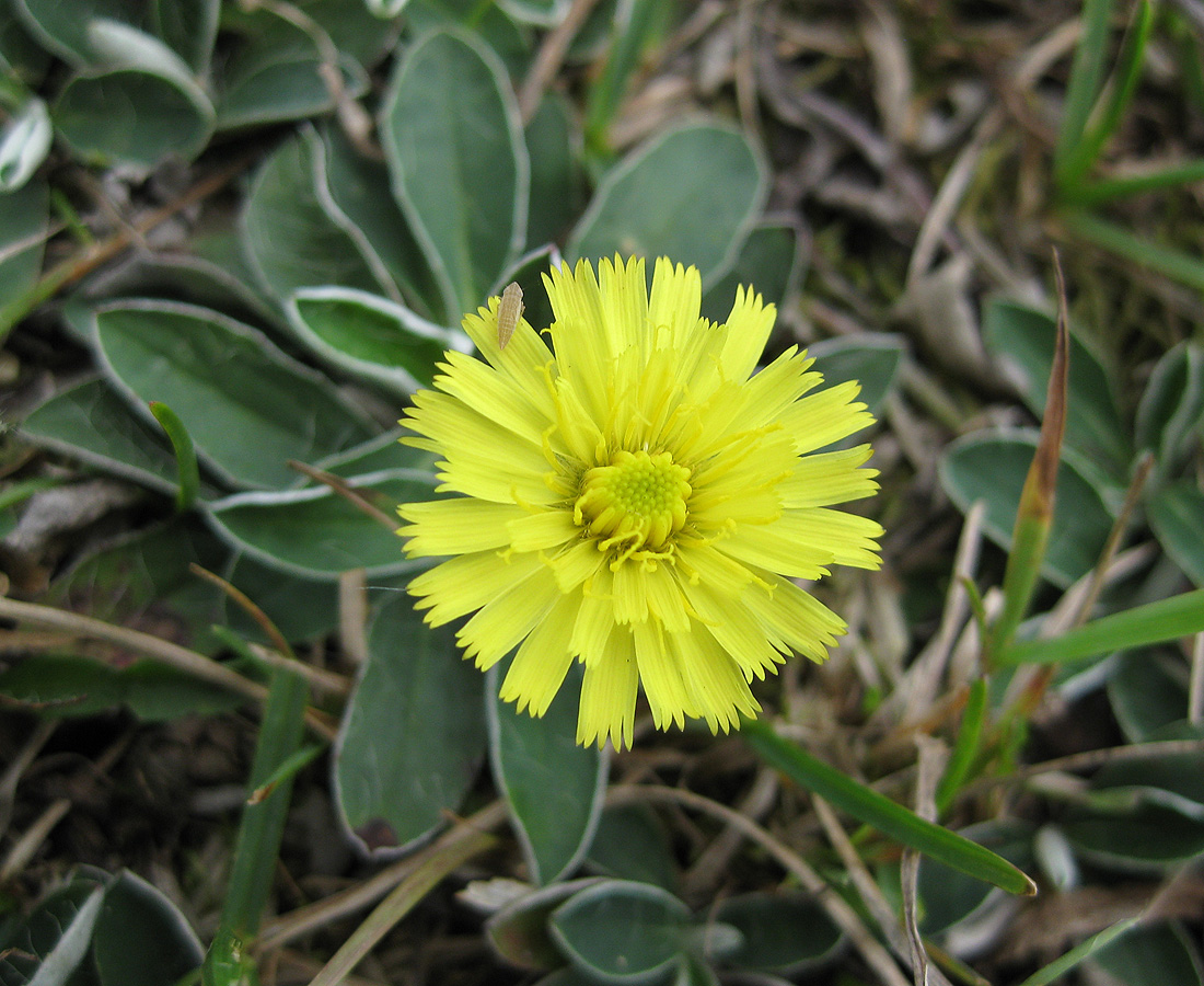 Изображение особи Pilosella officinarum.