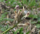 Astragalus captiosus