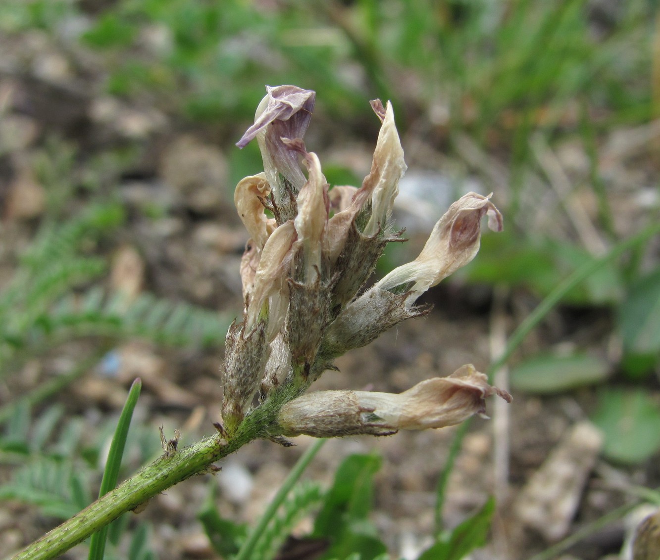 Изображение особи Astragalus captiosus.