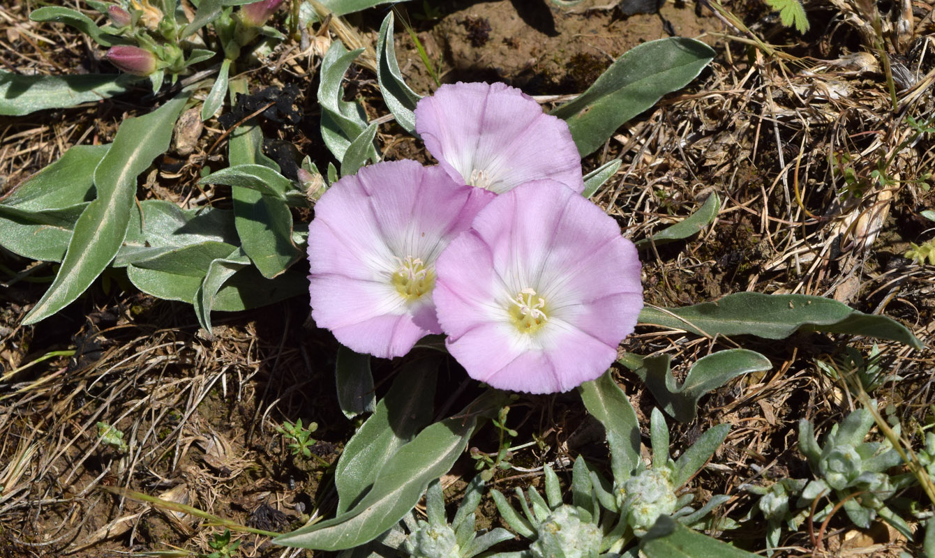 Image of Convolvulus lineatus specimen.