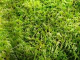 genus Sphagnum