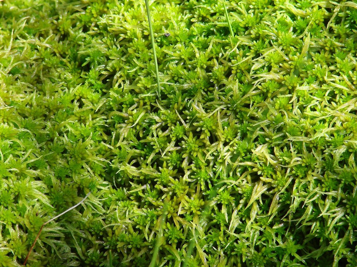 Image of genus Sphagnum specimen.