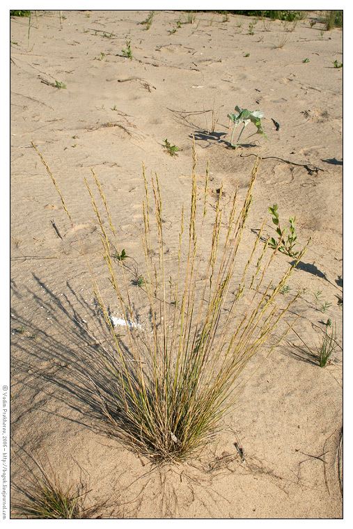 Image of Festuca polesica specimen.
