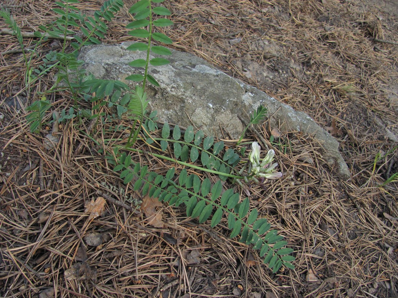 Изображение особи Astragalus cicer.