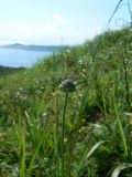 Scabiosa lachnophylla