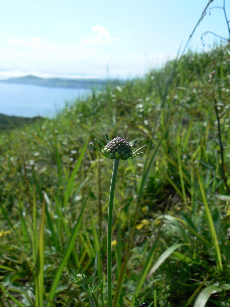 Image of Scabiosa lachnophylla specimen.