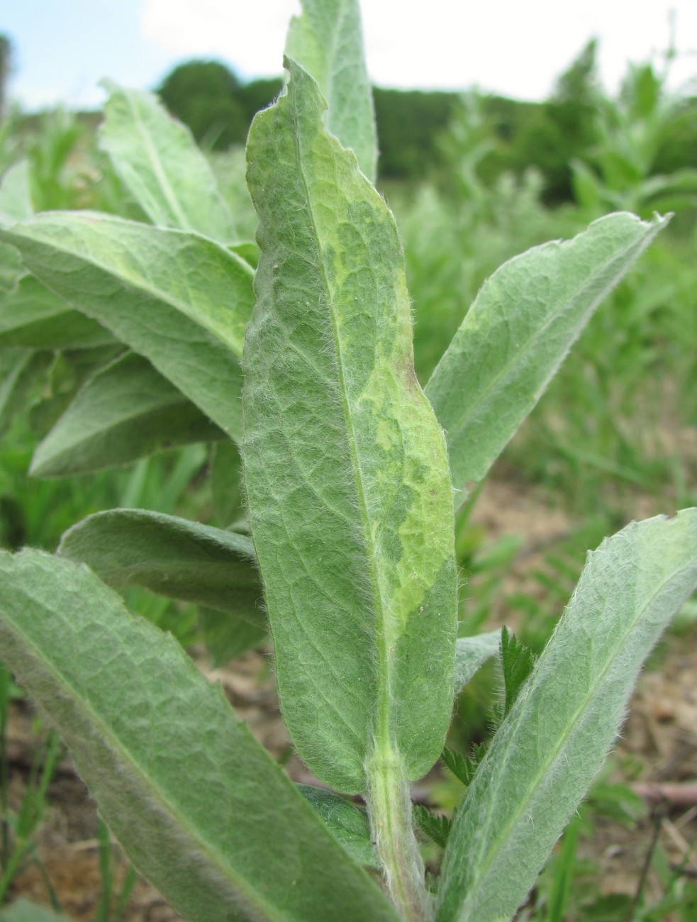 Image of Inula germanica specimen.