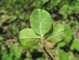 Trifolium bonannii