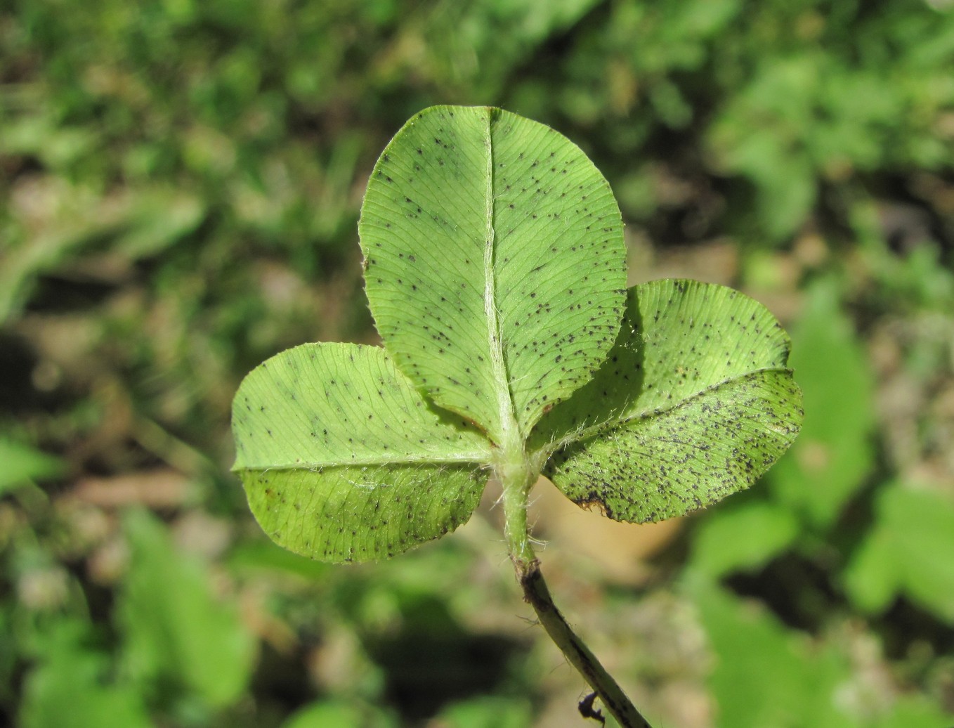 Image of Trifolium bonannii specimen.