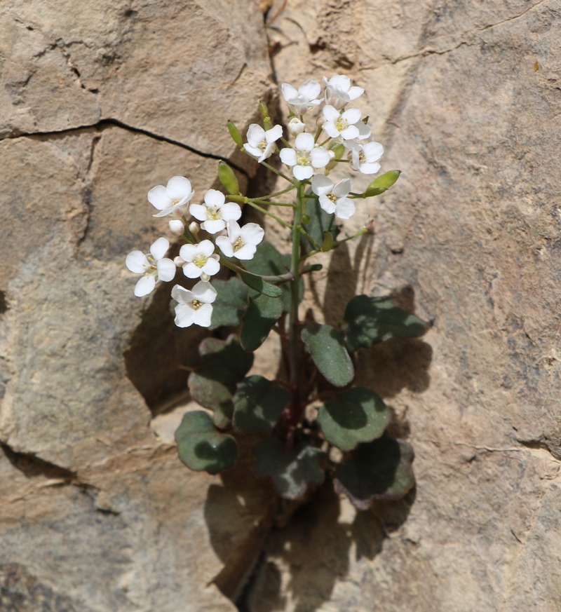 Image of familia Brassicaceae specimen.