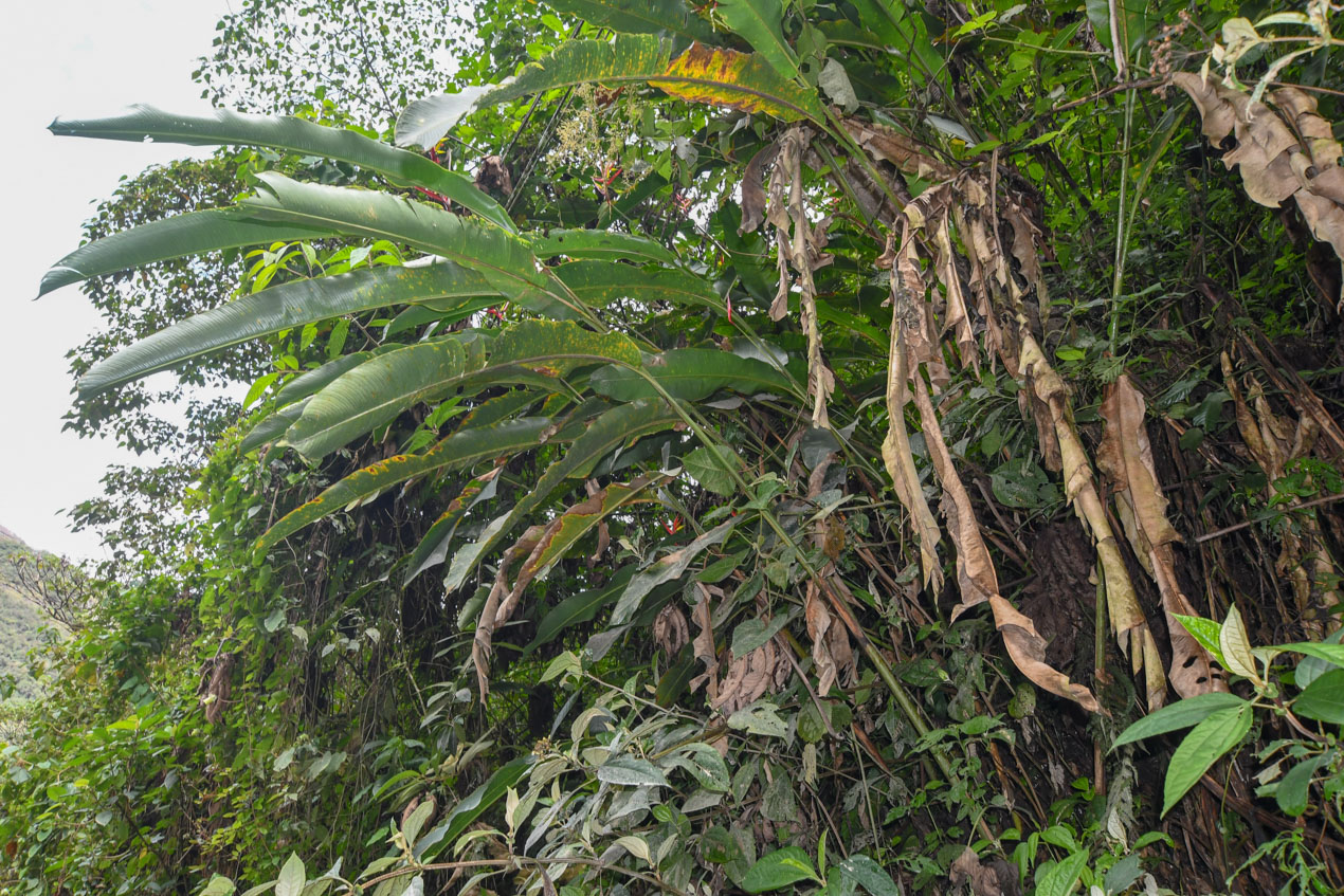 Image of Heliconia subulata specimen.