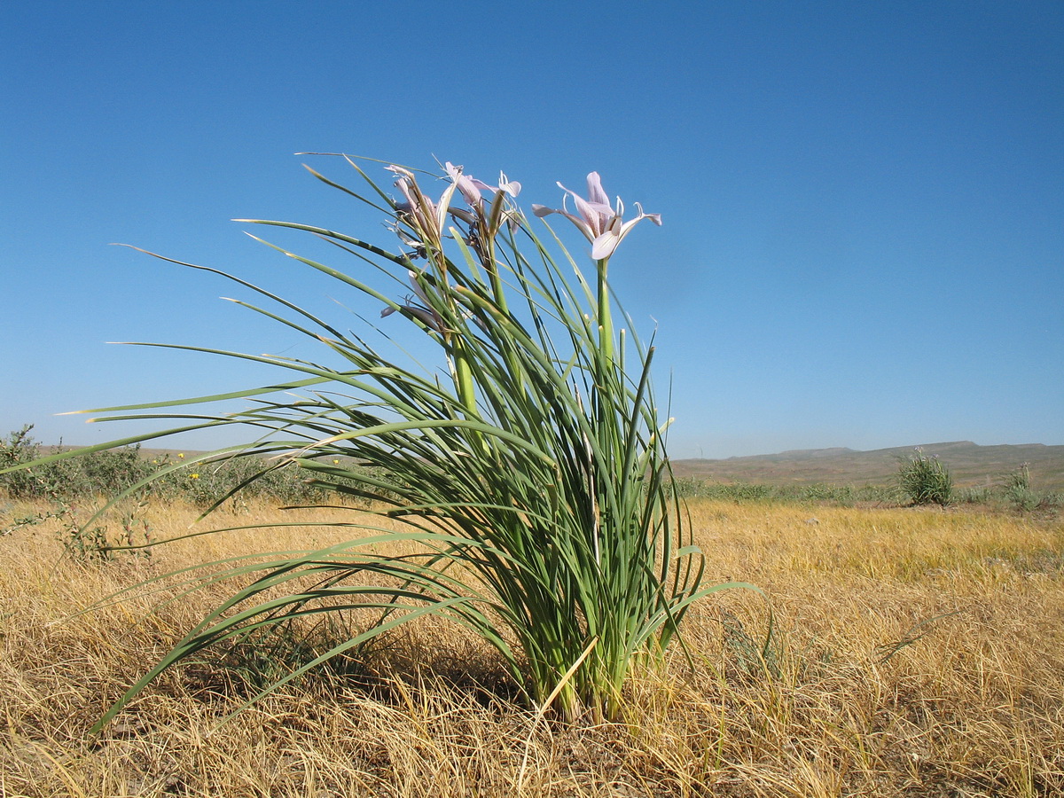 Image of Iris songarica specimen.