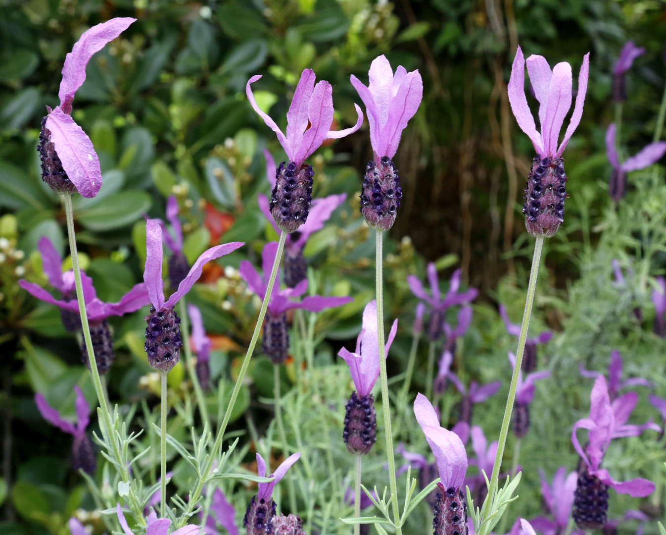 Изображение особи род Lavandula.