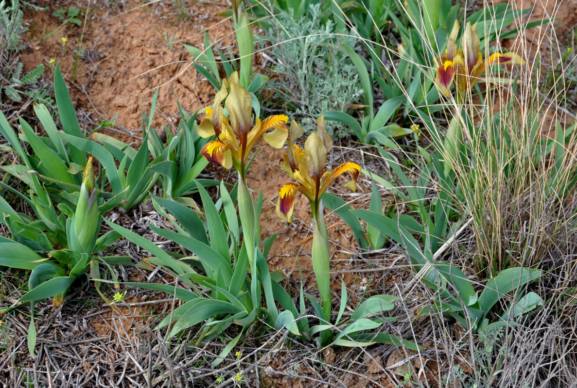 Изображение особи Iris scariosa.