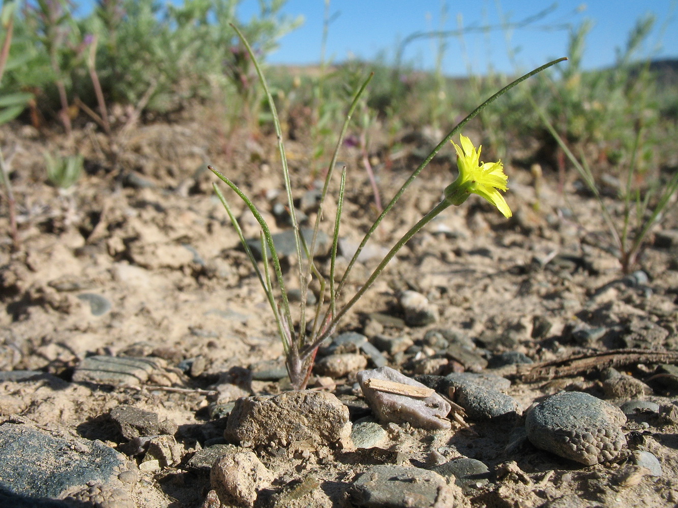 Image of Koelpinia linearis specimen.