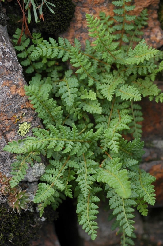 Image of Woodsia ilvensis specimen.