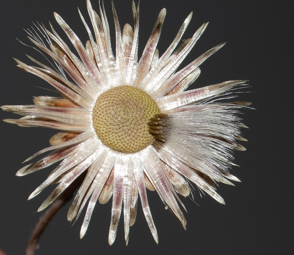 Image of Phagnalon rupestre specimen.