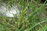 Carex atherodes