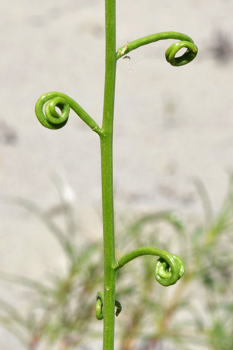 Изображение особи Streptoloma desertorum.