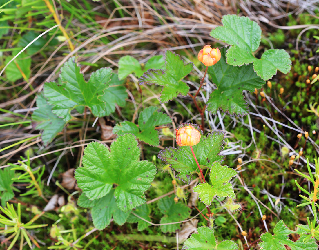 Изображение особи Rubus chamaemorus.