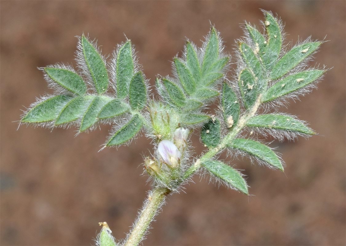 Image of Astragalus tribuloides specimen.