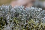 Cladonia rangiferina. Талломы с апотециями (в сообществе со мхом). Краснодарский край, Абинский р-н, окр. станицы Эриванской, склон горы Шизе, дубовый лес. 29.05.2021.