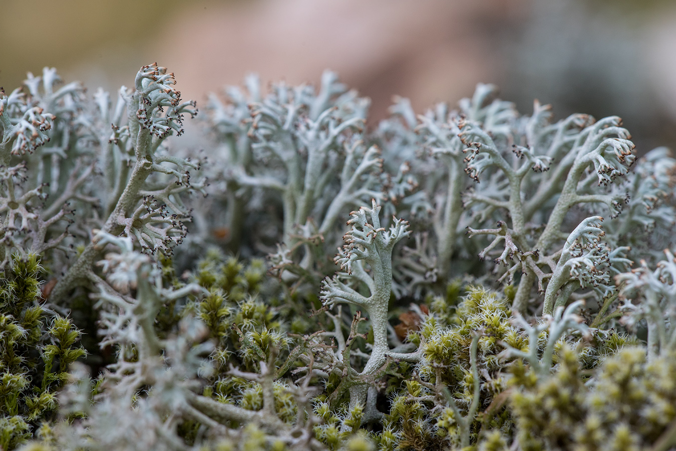 Изображение особи Cladonia rangiferina.