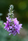 Lythrum tomentosum